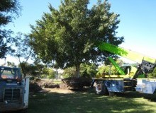 Kwikfynd Tree Management Services
bugleranges